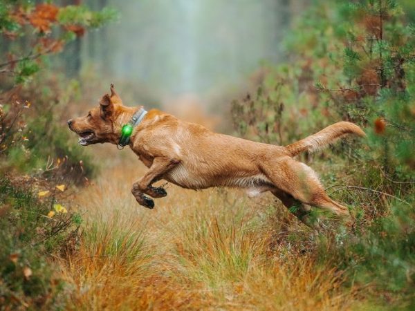 Orbiloc Dog Dual – Licht für Hunde