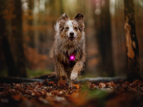 Orbiloc Dog Dual – Licht für Hunde