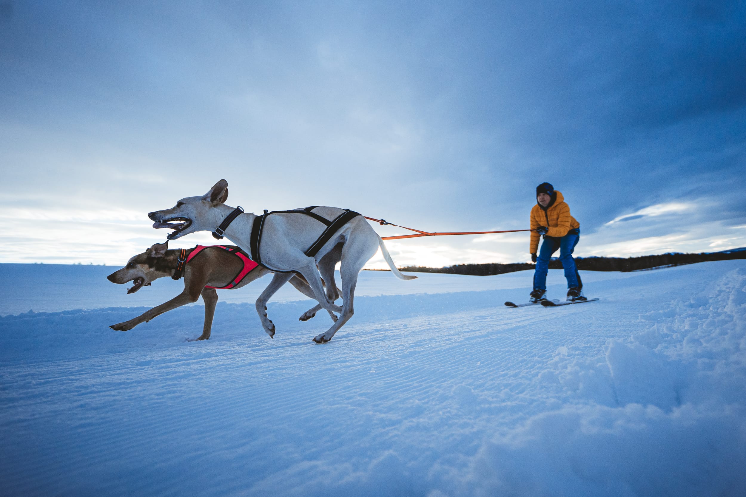 Winterspaß mit Hund