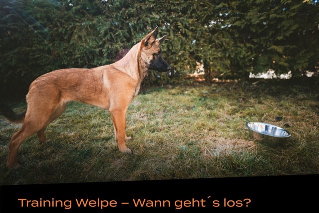Webinar 1 - Zughundetraining Welpe - Wann geht´s los?