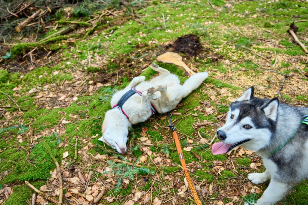 Huskies im Wald: Love it