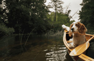 Wasserwandern mit Hund