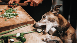 vegetarische Ernährung beim Hund