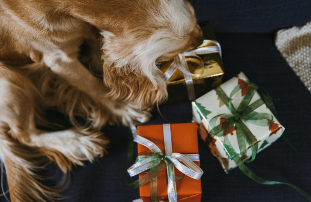 Hund Weihnachtsgeschenk