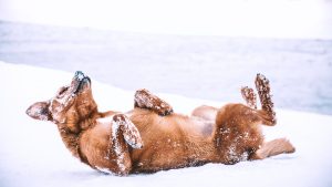 Hund frisst schnee
