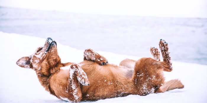 Hund frisst schnee