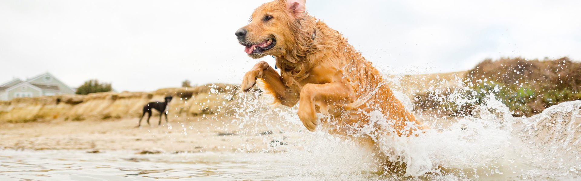 Hund am Strand