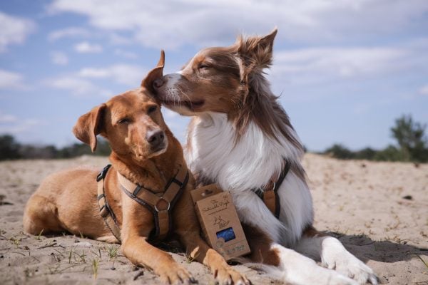 TSP Recycling Hundekotbeutel – groß, auslaufsicher