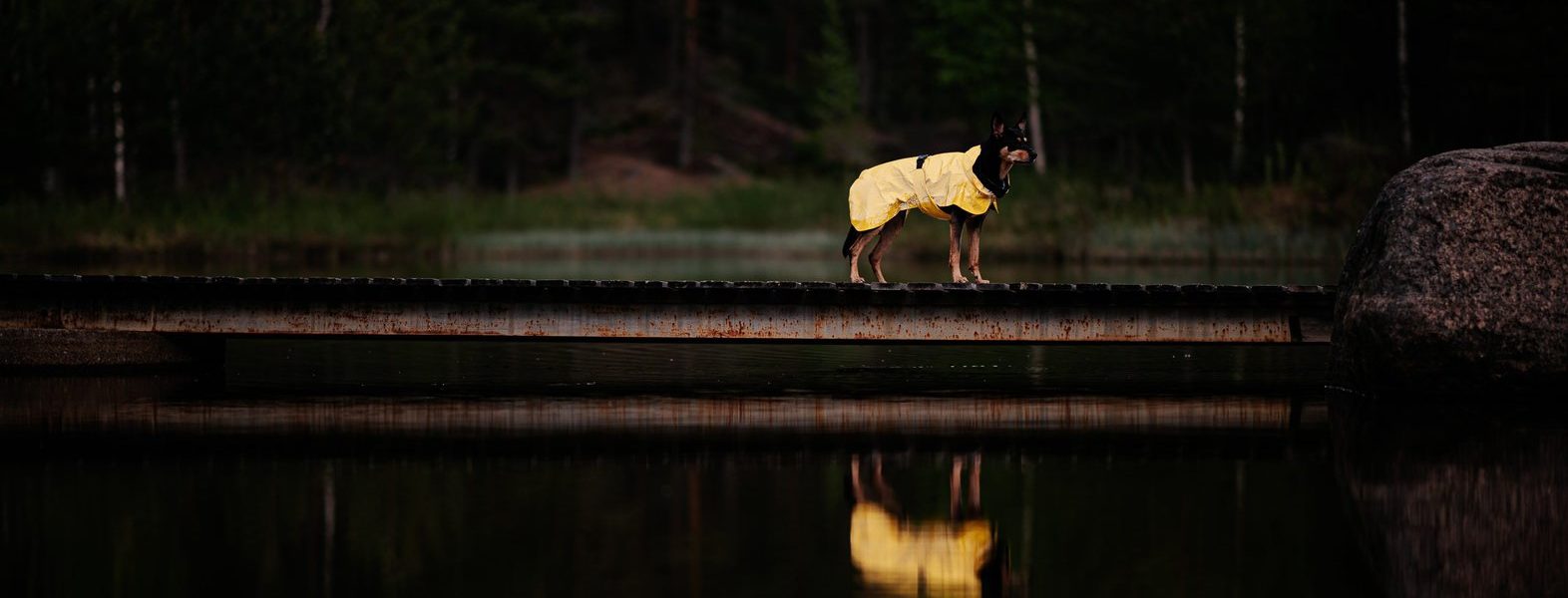 Unterwegs in der Dunkelheit mit Hund