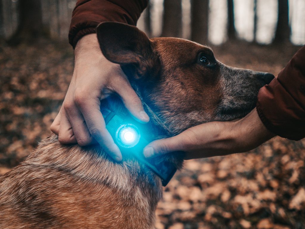 Orbiloc Dog Dual – Licht für Hunde