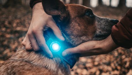 Orbiloc Dog Dual – Licht für Hunde