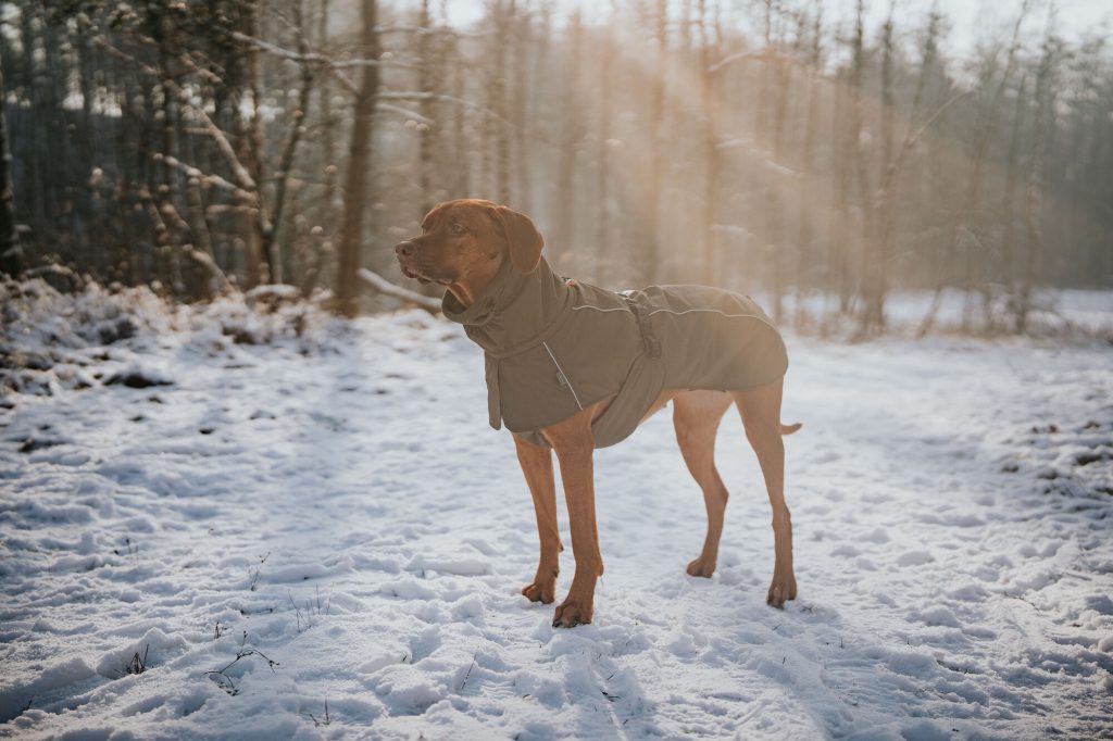 Hunter Hundemantel Nordby – olivegrün