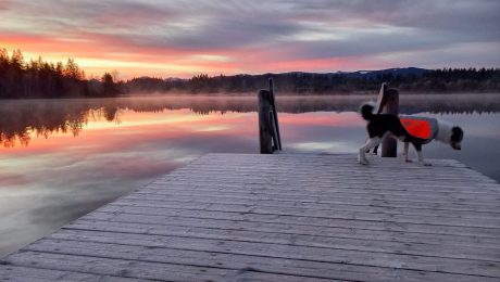 reflektierende Hundeweste