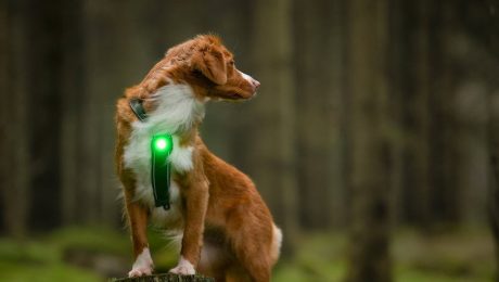 Licht für Hunde