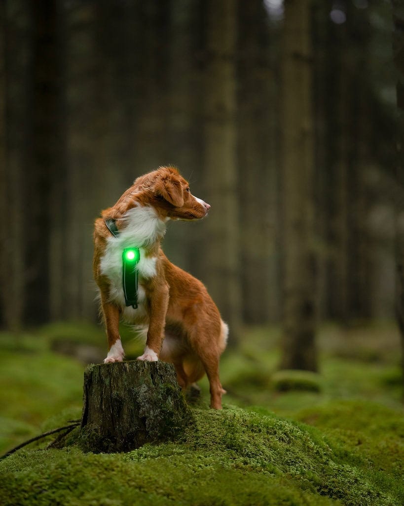 Licht für Hunde