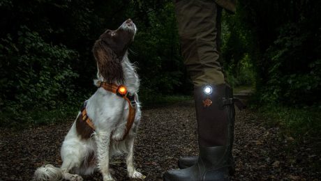 Licht für Hunde