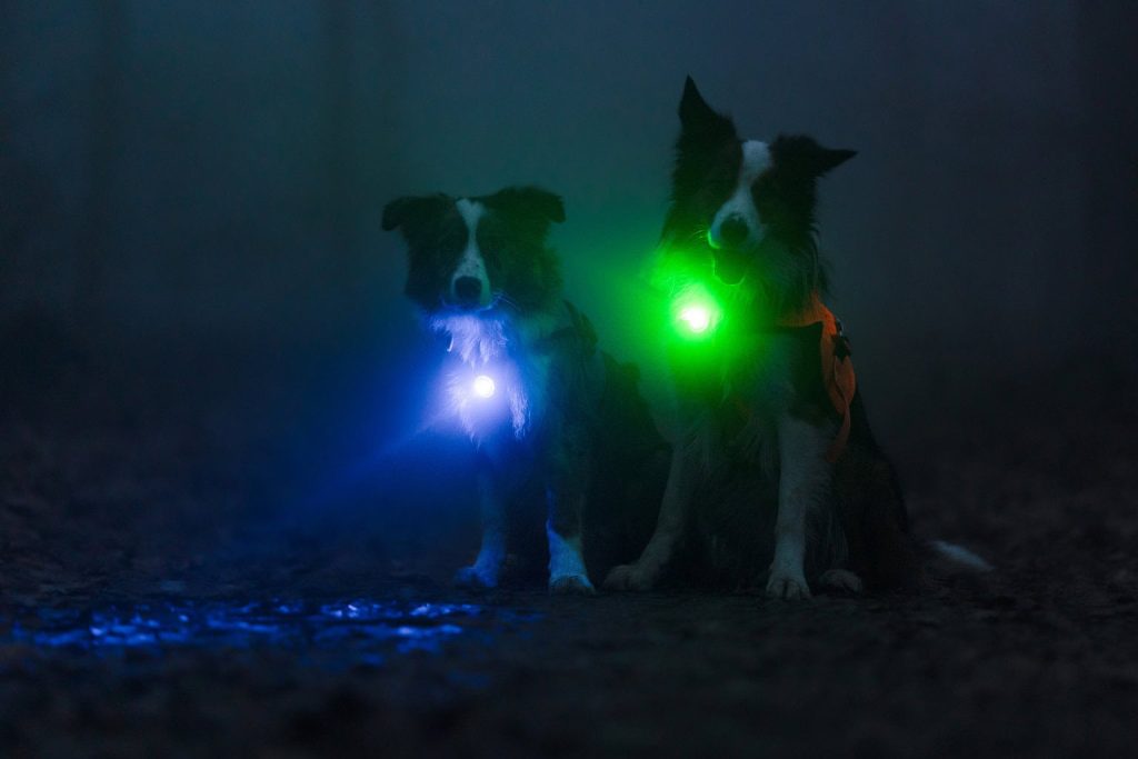 Licht für Hunde