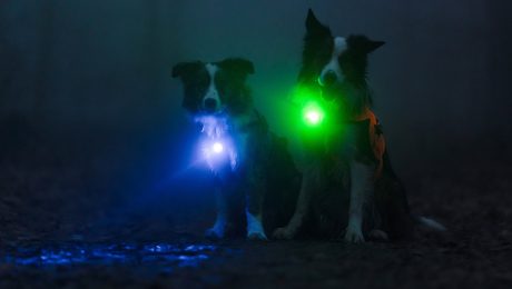 Licht für Hunde