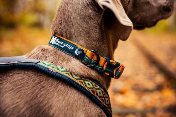 Trail Quest Collar – Rachel Pohl Edition