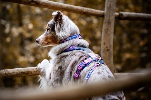 Trail Quest Collar – Rachel Pohl Edition