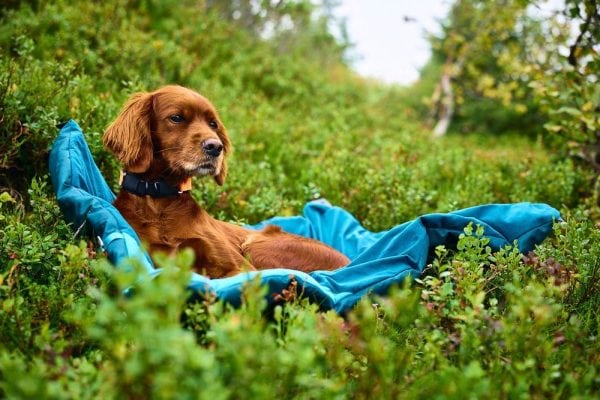 Non-Stop Trekking Dog Bed – dark teal