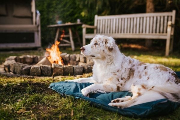 Non-Stop Trekking Dog Bed – dark teal