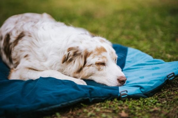 Non-Stop Trekking Dog Bed – dark teal